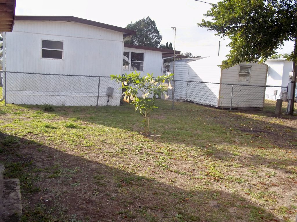 Large back yard